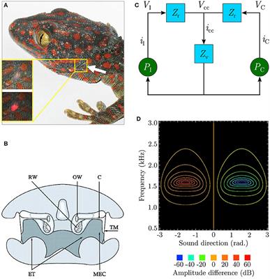 An Adaptive Neural Mechanism for Acoustic Motion Perception with Varying Sparsity